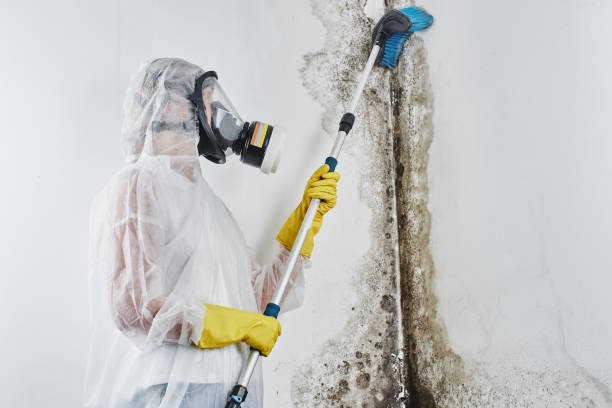 Why You Should Choose Our Mold Remediation Services in Rosemont, CA